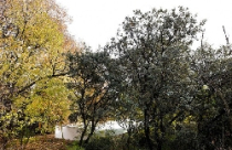 Văn phòng “ngự” trong rừng 