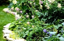 Đường viền cho khu vườn