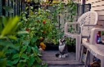 Lời thì thầm của hoa cỏ nơi ban công 