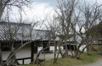 Cây khô trong Phong Thủy