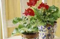 Decor nhà mùa hè theo phong cách Địa Trung Hải 