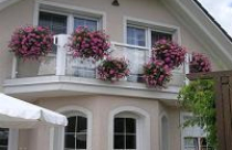 Trồng dã yến thảo cho ban công rực rỡ