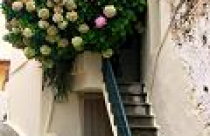 Xanh mát với bồn hoa bên thềm nhà