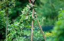 Đồ cũ với vườn xinh (tt)