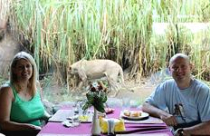 Dùng bữa cùng… dã thú 
