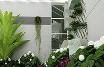 Bố trí cây cảnh tại phòng ăn theo Phong Thủy 