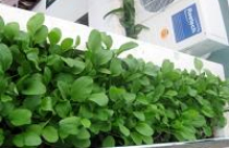 Vườn rau cho nhà phố