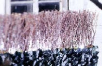 Thiết kế ngoại thất đón Giáng Sinh