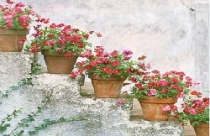 Không gian ngoài trời đẹp lạ với những chậu cây