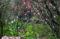 "Thủ thuật" chọn và trang trí đào, quất theo phong thủy