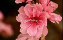 Đầu năm đưa lộc vào nhà