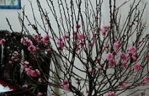 Khai vận năm Nhâm Thìn 2012 