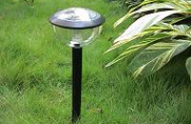 Lung linh vườn đêm 