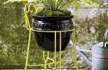 Trồng cây mọi lúc mọi nơi (tt) 