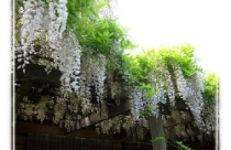 Hoa leo – điểm nhấn rực rỡ cho ngôi nhà của bạn 