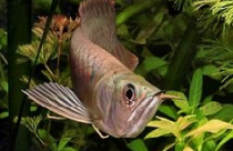 Con số, màu sắc, cây và cá cảnh trong phong thủy 