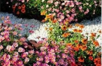 Tạo vẻ đẹp lãng mạn và thân thiện cho khu vườn trước nhà