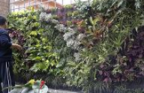 Vườn thẳng đứng - giải pháp trang trí nhà hiện đại