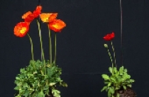 Tạo “vườn treo” tiện lợi cho nhà hẹp