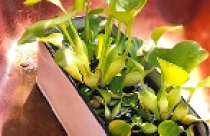 Chậu nước nhỏ làm duyên cho khu vườn 