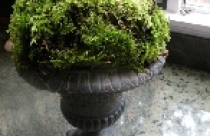 Nhà đẹp với rêu 