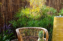 Vẻ đẹp mộc miên của hàng rào tre