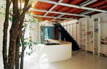 Lung linh tán cây trong nhà