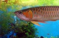 Cá Kim Long trong phong thủy 