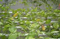 Mảng xanh thần tiên