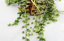 Treo cây thường xuân đón bình an may mắn