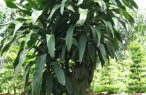 Cây phát tài trong phong thủy