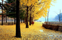 Sững sờ với 50 điểm đến 'ma mị' ở Hàn Quốc (P1)