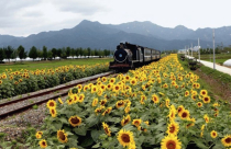 Sững sờ với 50 điểm đến 'ma mị' ở Hàn Quốc (P3)