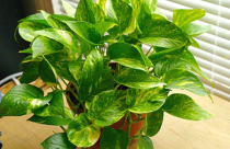 Chọn cây phong thủy cho bàn làm việc