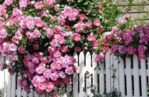 Hoa hồng điểm tô nhà vườn thêm lãng mạn