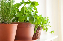 5 người tình xanh của phong thủy nhà bếp