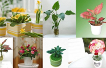 Cây phong thủy mang tài lộc cho sự nghiệp