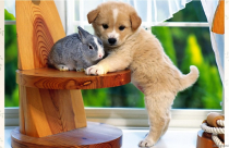 Vật nuôi mang lại thịnh vượng cho gia chủ