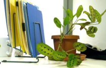 Chọn và bài trí cây xanh trên bàn làm việc hợp phong thủy