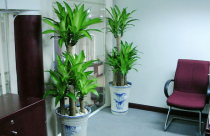 Những loại cây trồng trong nhà hợp phong thủy, tránh oi bức ngày hè