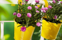 Ngoại thất xinh lung linh với chậu hoa màu sắc