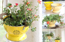 Ý tưởng sáng tạo mang cây xanh vào không gian sống