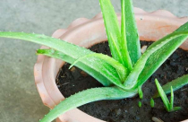 Loại cây xanh giúp thanh lọc không khí nên trồng trong nhà