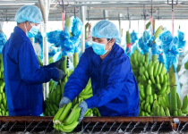 Bầu Đức dự tính thu 3.700 tỷ đồng từ vườn chuối