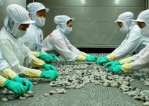 Tiểu thư nhà Chủ tịch làm lãnh đạo, Thủy sản Minh Phú lao đao?