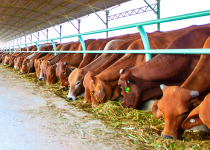 Bầu Đức đặt cược vào canh bạc chứng khoán hóa nông nghiệp