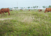 Bài 6: Hợp đồng góp vốn với ông Dũng "lò vôi" theo kiểu phân lô bán nền?