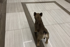 Từ ngày 15/12, thả chó, mèo trong chung cư bị phạt đến 1 triệu đồng