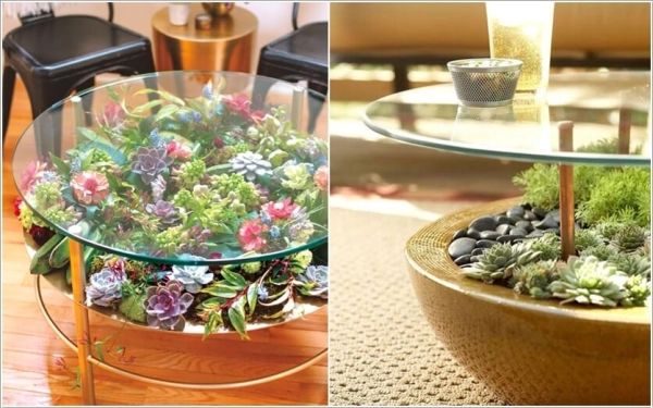 Trang trí nhà với các loại sen đá Trang trí nhà với các loại sen đá