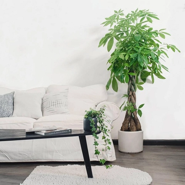 Cây Kim Ngân với thân xoắn, lá xum xuê được đặt bên cạnh ghế sofa của phòng khách Cây Kim Ngân với thân xoắn, lá xum xuê được đặt bên cạnh ghế sofa của phòng khách